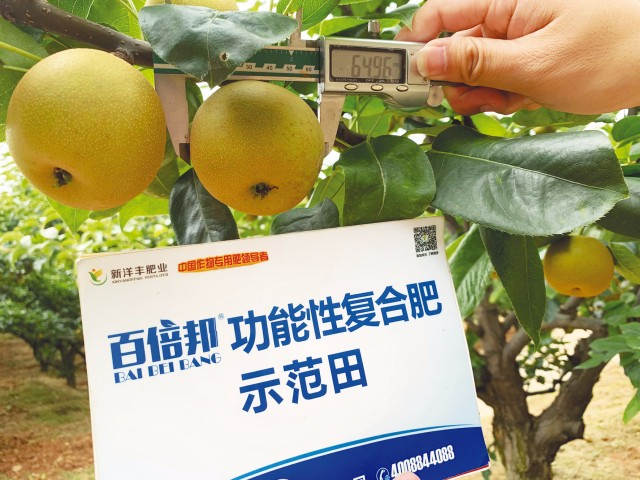 百倍帮套餐肥助建宁黄花梨优势凸显-新闻动态-菠菜担保网