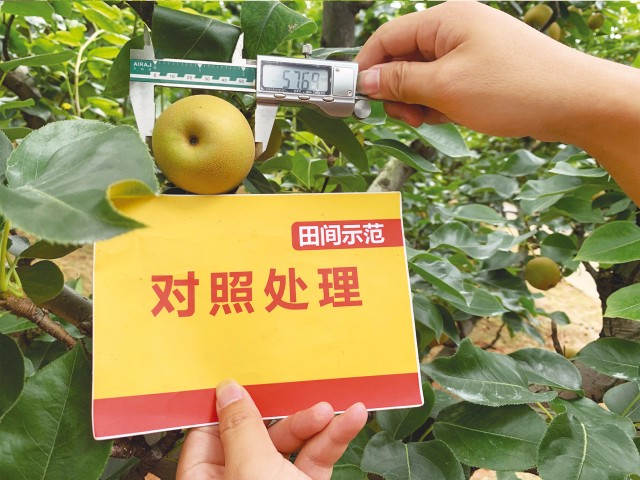 百倍帮套餐肥助建宁黄花梨优势凸显-新闻动态-菠菜担保网