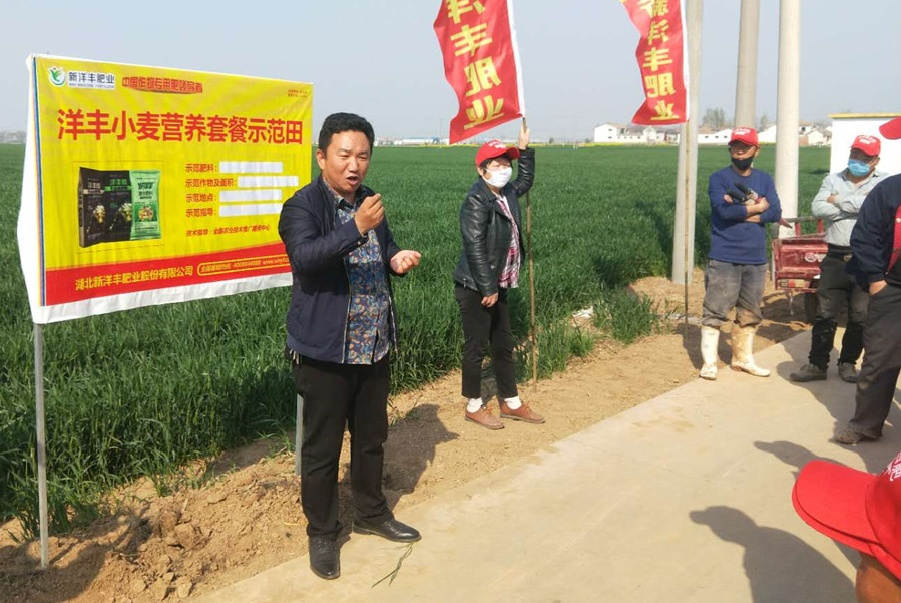 小麦树模田观摩.jpg