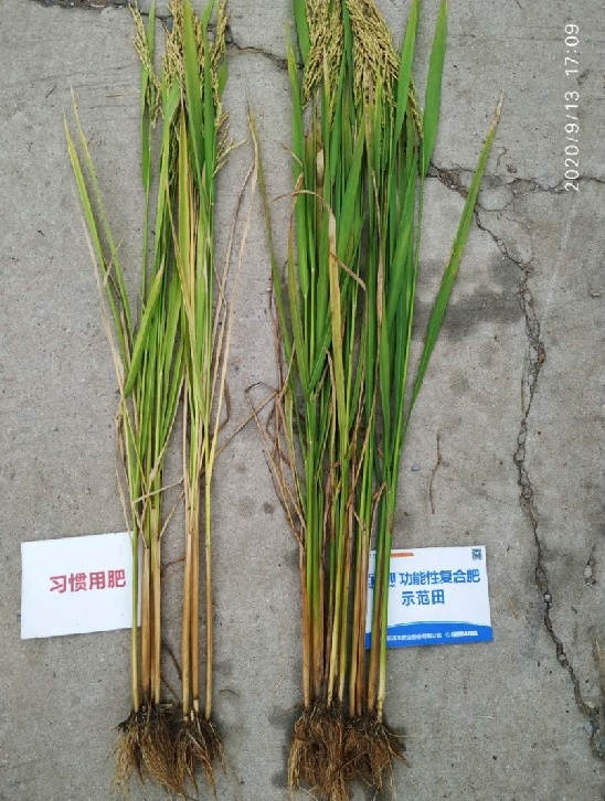 菠菜担保网-最权威的全网担保平台