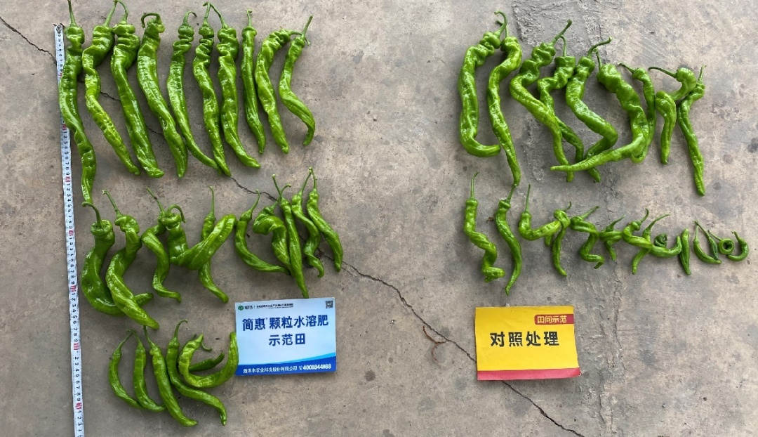 单株产量比照：树模田单株1.05kg；；；比照田单株0.65kg。。。.jpg