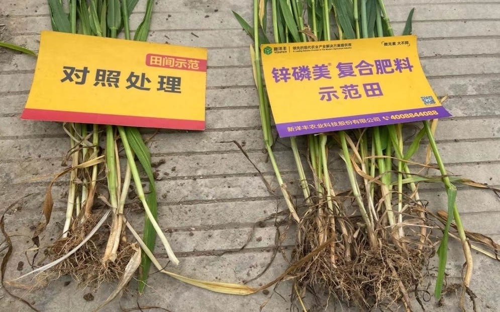 茎秆和根系比照：树模田根系更多，，，， 且茎秆更粗大.jpg