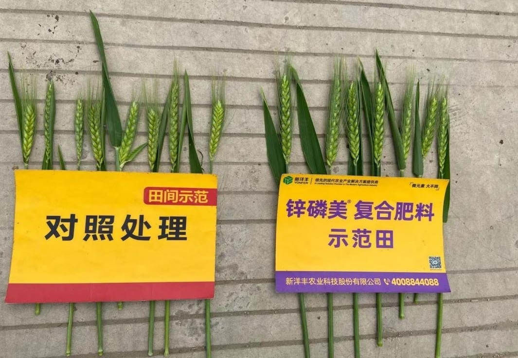 穗子比照：树模田穗子更大，，，，更长，，，，穗粒更多.jpg