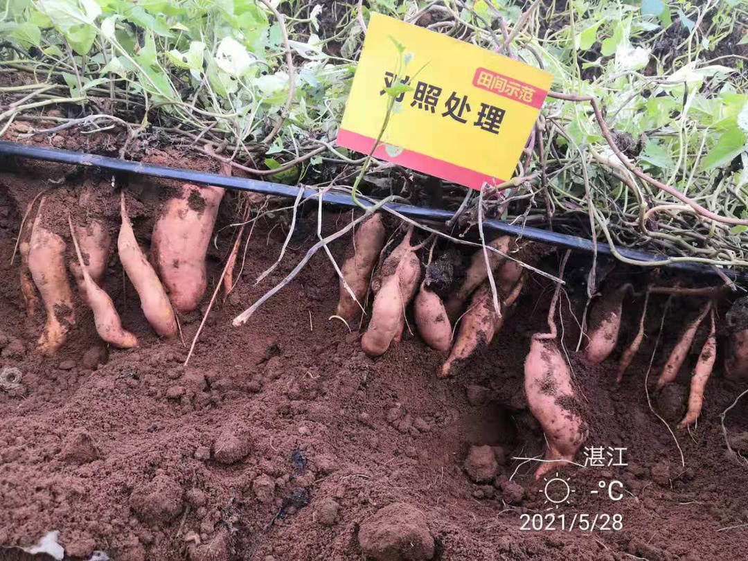 菠菜担保网-最权威的全网担保平台