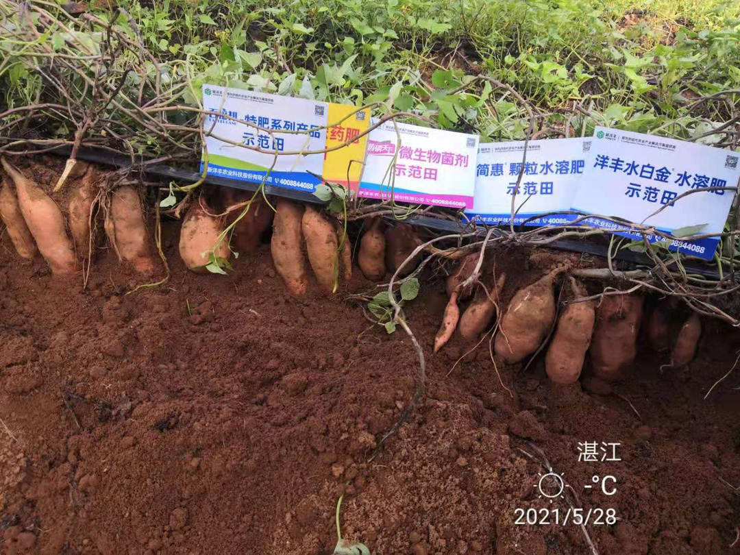 菠菜担保网-最权威的全网担保平台