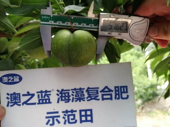 菠菜担保网-最权威的全网担保平台
