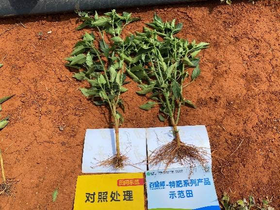 5月5日，，，，植株比照.jpg