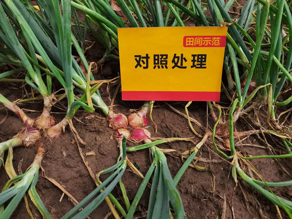 菠菜担保网-最权威的全网担保平台