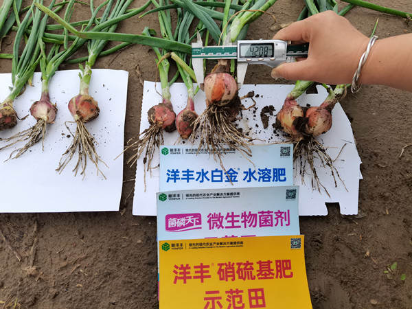 菠菜担保网-最权威的全网担保平台