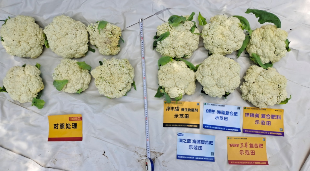 菠菜担保网-最权威的全网担保平台