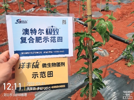 3月31日，，定值后的白效果苗长势.jpg
