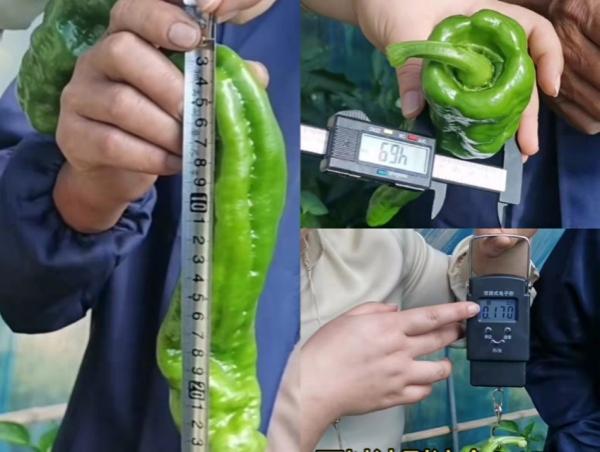 谢年迈1经由丈量辣椒果长、径粗、重量足。。。.jpg