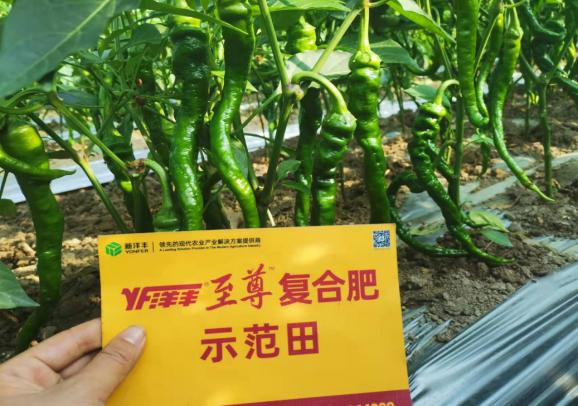 菠菜担保网-最权威的全网担保平台
