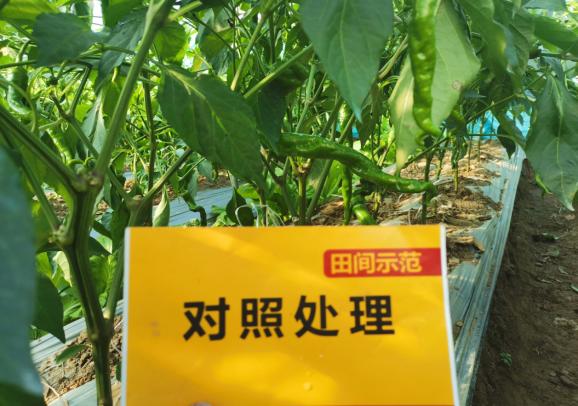 菠菜担保网-最权威的全网担保平台