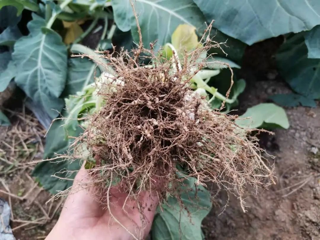 抗逆+增收！黄瓜莳植户：全用洋丰套餐肥就好啦！-新闻动态-菠菜担保网