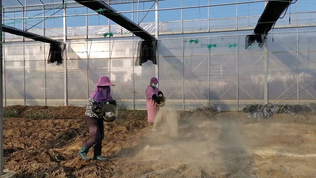 抗逆+增收！黄瓜莳植户：全用洋丰套餐肥就好啦！-新闻动态-菠菜担保网