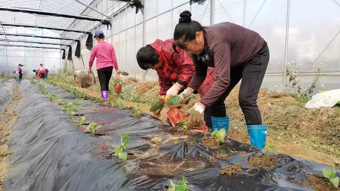 抗逆+增收！黄瓜莳植户：全用洋丰套餐肥就好啦！-新闻动态-菠菜担保网