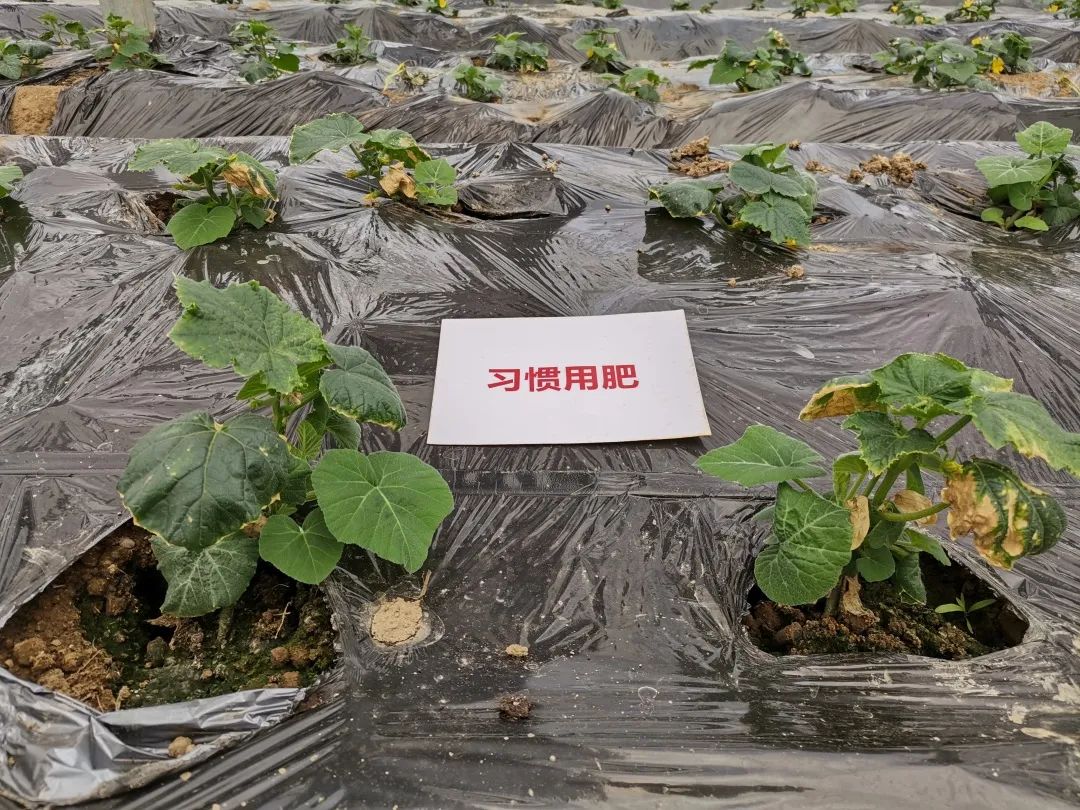 抗逆+增收！黄瓜莳植户：全用洋丰套餐肥就好啦！-新闻动态-菠菜担保网