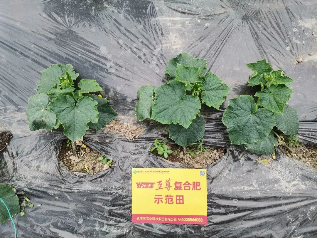 抗逆+增收！黄瓜莳植户：全用洋丰套餐肥就好啦！-新闻动态-菠菜担保网