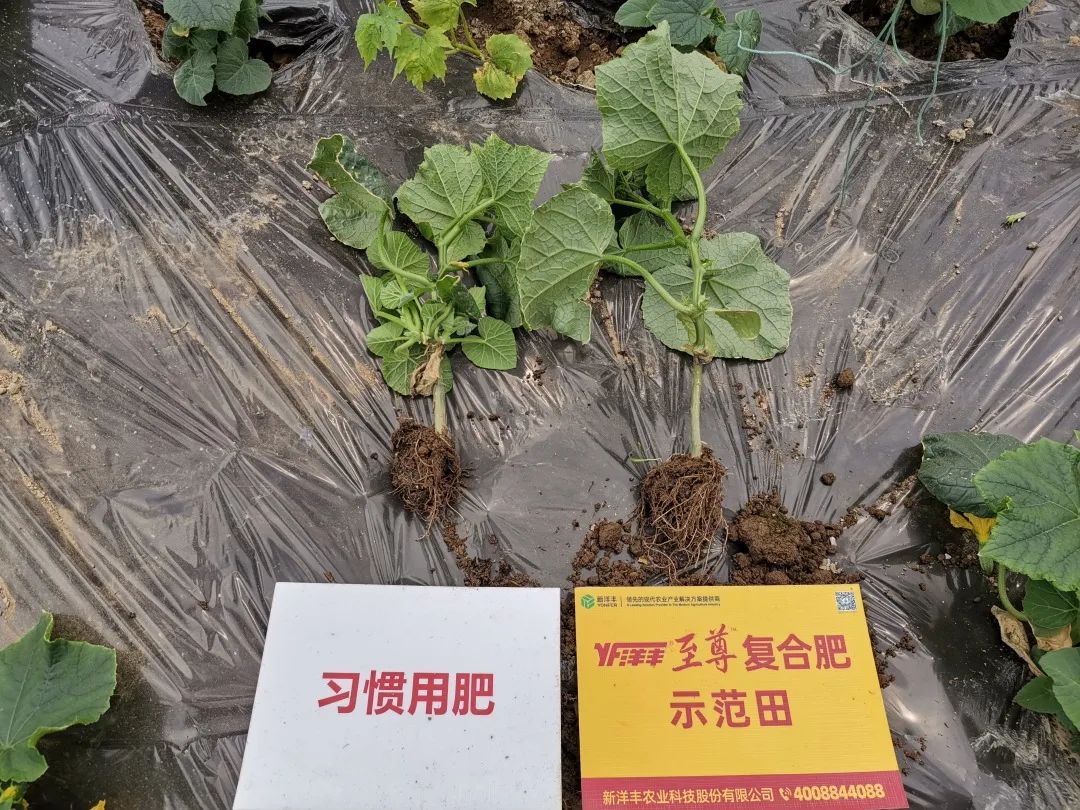 抗逆+增收！黄瓜莳植户：全用洋丰套餐肥就好啦！-新闻动态-菠菜担保网