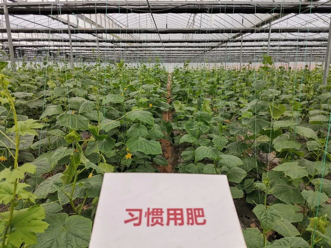 抗逆+增收！黄瓜莳植户：全用洋丰套餐肥就好啦！-新闻动态-菠菜担保网