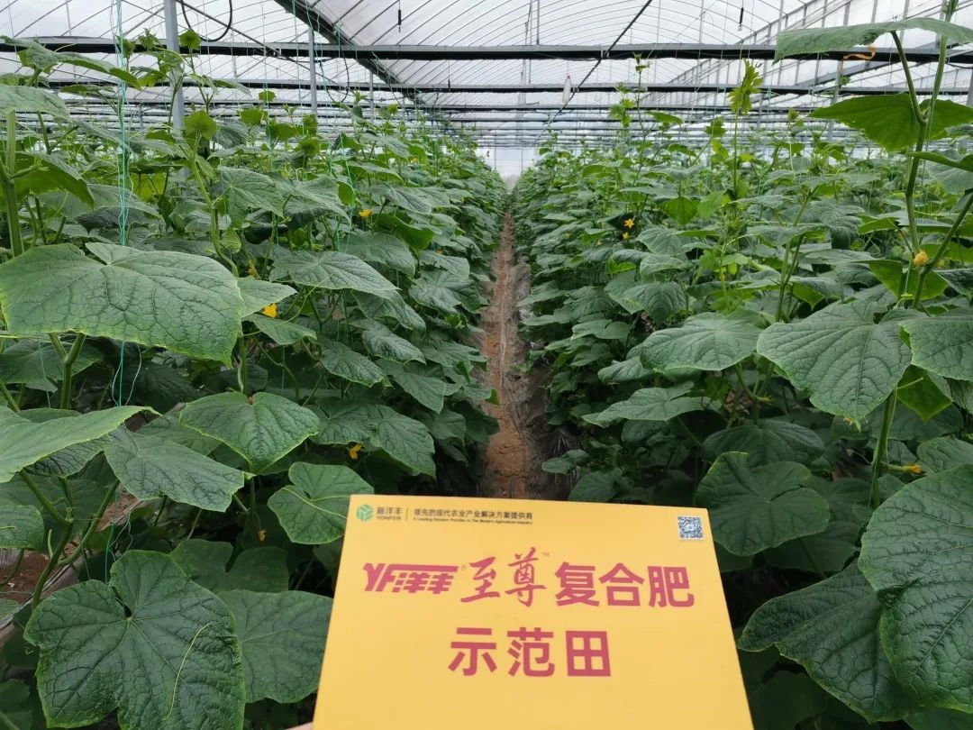 抗逆+增收！黄瓜莳植户：全用洋丰套餐肥就好啦！-新闻动态-菠菜担保网