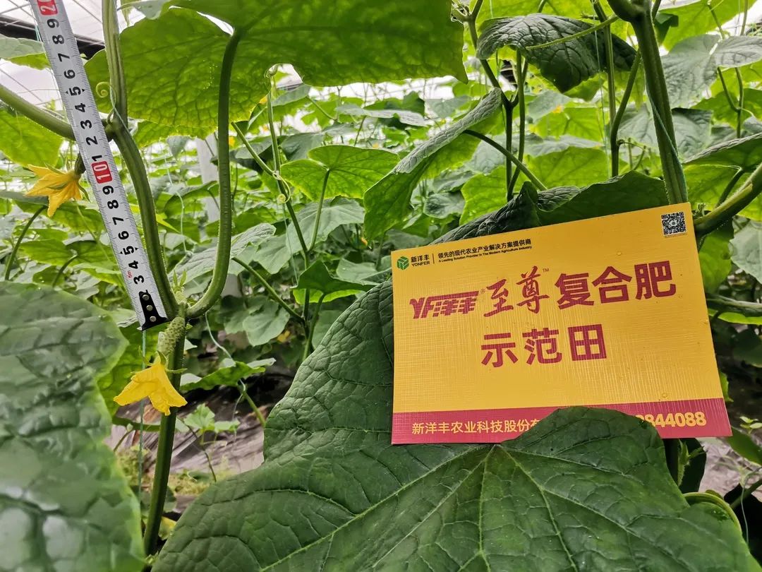 抗逆+增收！黄瓜莳植户：全用洋丰套餐肥就好啦！-新闻动态-菠菜担保网