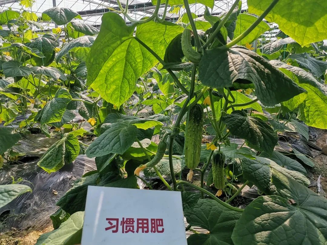 抗逆+增收！黄瓜莳植户：全用洋丰套餐肥就好啦！-新闻动态-菠菜担保网