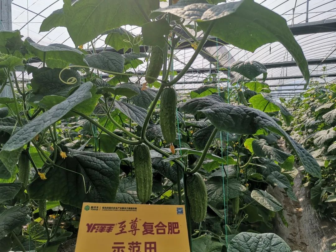 抗逆+增收！黄瓜莳植户：全用洋丰套餐肥就好啦！-新闻动态-菠菜担保网